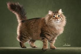 Purebred, hypoallergenic siberian kittens from distinguished lines. Siberian Cat Price Range Siberian Forest Kittens For Sale Cost Price