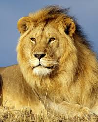 Жан рено, натали портман, гари олдман и др. Leon Wiki Reino Animalia Fandom