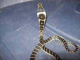 2013 lahad datu standoff lahad datu incursion operation daulat; Malaysian King Cobra By Beer4breakfast On Deviantart