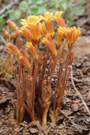 Image result for Orobanche