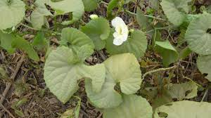 Image result for Momordica foetida