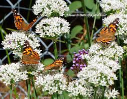 Fireweed seeds do best with a cold/moist. Are Native Only Wildlife Gardens Starving Fall Pollinators