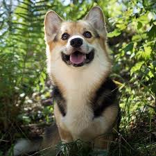Jump to corgi shelters and rescues in california learn more about adopting a corgi puppy or dog below are our newest added corgis available for adoption in california. More About Small Pembroke Welsh Corgis Puppy Grooming Pembrokewelshcorgis Corgiofinstagram Corgibutts Welsh Corgi Puppies Pembroke Welsh Corgi Puppies Corgi
