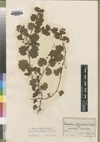 Image result for Ardisiandra sibthorpioides