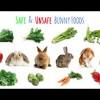 Never feed a baby rabbit cow's milk, as that is intended for calves, not baby rabbits. Https Encrypted Tbn0 Gstatic Com Images Q Tbn And9gcr1zoz8yfpikwlhet9l35mpkohq Yeb6aj2hg Fjkilvpk7mmvd Usqp Cau