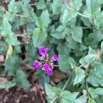 Image result for Commicarpus pedunculosus