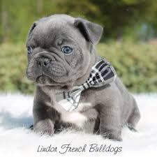 Dad is an akc blue fawn french bulldog and mom is an akc sable fawn french bulldog. Blue Brindle French Bulldog Puppies Lindor French Bulldogs For Sale French Bulldog Puppies Bulldog Puppies Bulldog