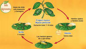 Infoagronomo Ciclo De Vida Del Pulgon Www Infoagronomo Net Facebook
