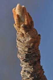 Image result for Lannea discolor