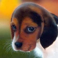 Puppyhappiness On Twitter What A Story Here S Another Story Where A Pitbull Was Rescued From A Dog Fight Watch A Video Https T Co Bnhxycqb3h Https T Co 65bw4xnz8b