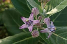 Image result for Calotropis gigantea