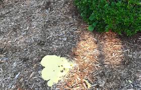 Resume watering after all the mold is gone. Is Slime Mold Bad