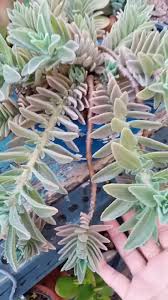 Image result for Aeollanthus parvifolius