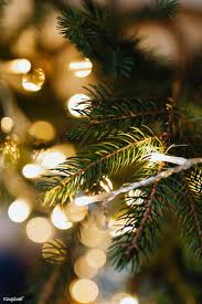 Fesive Christmas Tree With Fairy Lights Free Image By Rawpixel Com Karolina Kab Christmas Tree Photography Christmas Fairy Lights Christmas Tree Pictures
