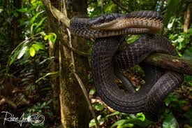 Image result for Hydrops triangularis