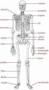 Skeletal System Skeletal System Anatomy Anatomy Human Skeletal System