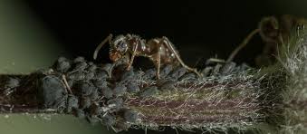 May 25, 2021 · with memorial day weekend right around the corner, we thought we'd take a minute to round up our very best tips for dealing with (and preventing!) mice, fruit flies, roaches, mosquitoes, and more. Farmer Ants And Their Aphid Herds Office For Science And Society Mcgill University