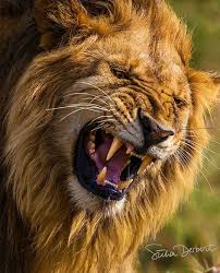 Big Cats Majestic Animals Wild Cats Dangerous Animals
