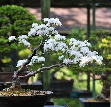 The best bonsai trees for beginners ficus. 9 Trees That Make Good Bonsai Specimens