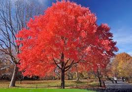 Root booster will help grow roots faster, for bigger and healthier plants, trees and shrubs. Red Maple Tree For Sale What To Look For Plantingtree