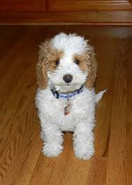 The miniature goldendoodle is the result of a miniature or toy poodle crossed with a golden retriever. Goldendoodle Association Of North America All About Goldendoodle Colors And Coats