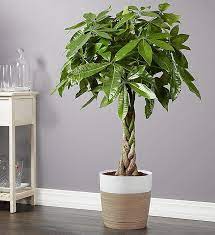 A Symbol Of Good Fortune And Prosperity Our Money Tree Is A Room Refresh Lucky Charm Indoor Plant Gifts Floor Plants Money Tree Plant