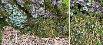 Cryptogams species diversity of mountain forest springs of the Stołowe  Mountains National Park