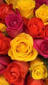 We are sharing happy rose day quotes, sms 2021 for you all. Yellow And Red Roses Wallpaper Wallpapers For Tech