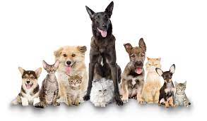 We did not find results for: Four Paws Pet Resort Dog And Cat Boarding In Minneapolis