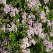 Image result for Spiraea japonica ´Little Princess