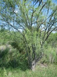 Image result for Secamone retusa