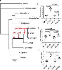 Lack of nutritional immunity in diabetic skin infections promotes  Staphylococcus aureus virulence