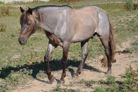 The coloration is the result of a cream dilution gene in a bay colored horse. Silver Dapple Roan Unknown Rocky Mountain Horse Gelding Unusual Horse Pretty Horses Beautiful Horses