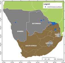 Image result for Commicarpus pilosus