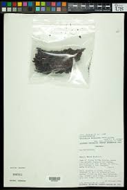 Image result for Sarcophyte