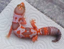 Wing's Geckos
