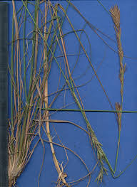 Image result for Eragrostis chapelieri