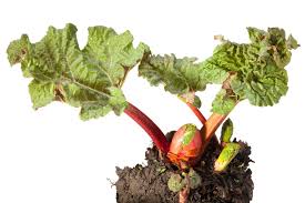That being said, rhubarb still does best when given plenty of sun. Tips Information About Rhubarb Gardening Know How