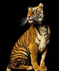 صور خلفيات نمر big cats animals animals beautiful