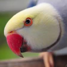 Can you tell me if the senegal parrots are. Indian Ringneck Parrot Home Facebook