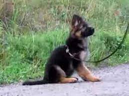 German shepherd puppy ear stages. Barbaricus 10 Weeks Old Longhaired German Shepherd Puppy Youtube