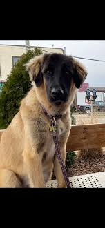 Favorite this post jul 23. Chewie Is The First Dog That Has Ever Viewed Me As The Favorite Human In The House German Shepherd Great Pyrenees Mix Rarepuppers