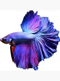 Blue And Purple Halfmoon Betta Flowy Fins Poster By Catxel Redbubble In 2020 Halfmoon Betta Betta Fish Types Betta