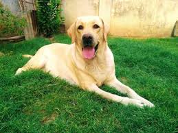 An extremely rare opportunity has arisen to own a pup from one the finest pedigrees. Top 50 Pet Shops For Labrador Dog In Nagpur Best Labrador Dog Dealers Justdial