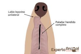 Se han clasificado estas malformaciones desde el punto de vista de diversas. Paladar Hendido En Perros Causas Y Cirugia