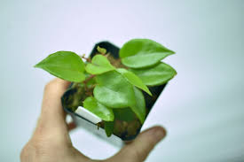 Image result for Begonia elaeagnifolia