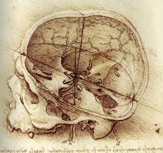 Anatomical Drawings Google Images Da Vinci Sketches Da Vinci Drawings Leonardo Da Vinci
