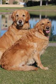 Find golden retrievers for sale in dayton on oodle classifieds. Golden Retriever Dog For Adoption In Glendale Az Adn 749264 On Golden Retriever Golden Retriever Rescue Dogs Golden Retriever