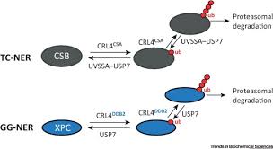 One adjustment would be to assume a gap in the genealogy of 1 samuel 9:1 and make kish the son of ner and grandson of abiel. The Cellular Response To Transcription Blocking Dna Damage Sciencedirect