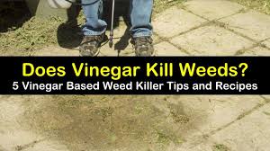 Since many weed killers come with different features (how long it takes to kill weeds, how long weeds are killed for, price point, etc.), we've made sure to break each option down so you can decide which one is the roundup weed killer does well on a lot of fronts. 5 Vinegar Based Weed Killer Tips And Recipes